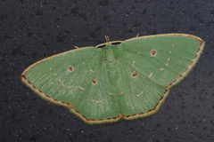 Comostola subtiliaria