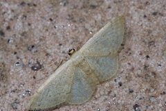 Idaea sakuraii
