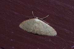 Idaea sakuraii