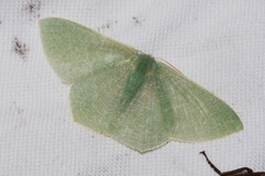 Thalassodes intaminata