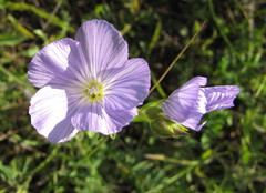 Linum hirsutum