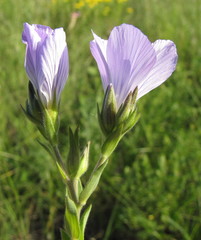 Linum hirsutum
