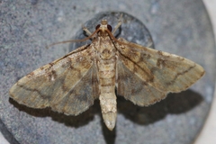 Nacoleia satsumalis