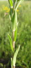 Linum hirsutum