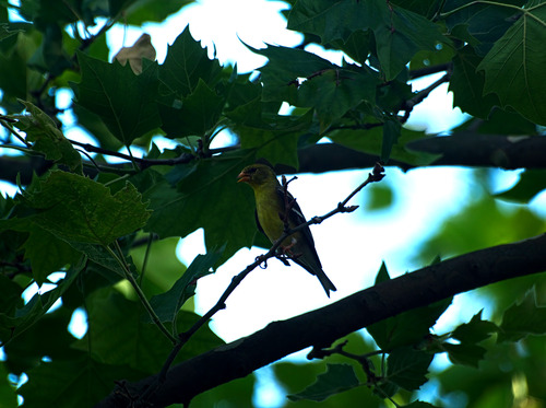 American Goldfinch