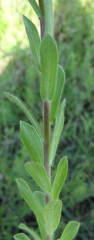 Linum hirsutum