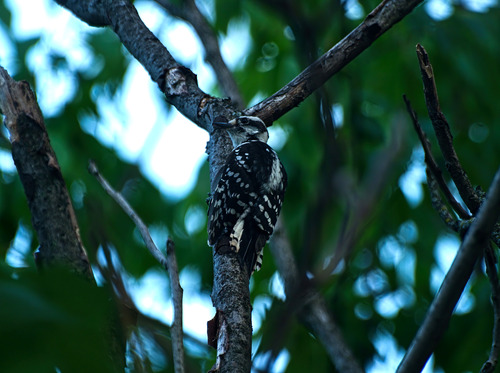 Downy Woodpecker