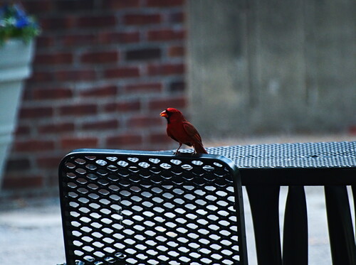 Northern Cardinal