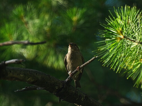 House Sparrow