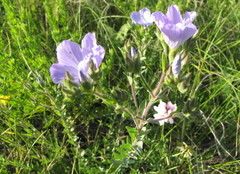 Linum hirsutum