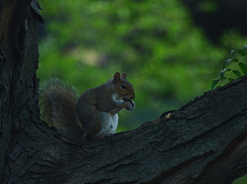 Eastern Gray Squirrel