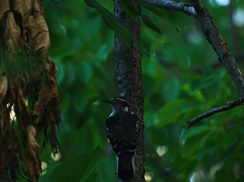 Downy Woodpecker
