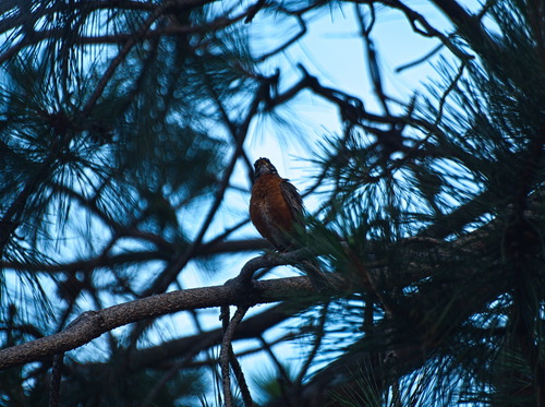 American Robin