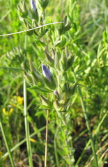 Linum hirsutum