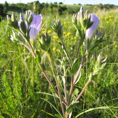 Linum hirsutum