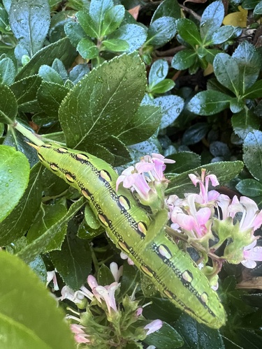 White-lined Sphinx
