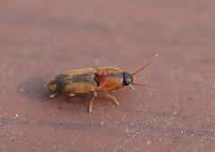 Drasterius agnatus