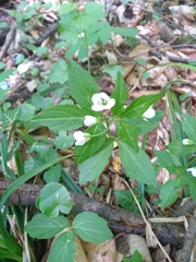 Cardamine waldsteinii