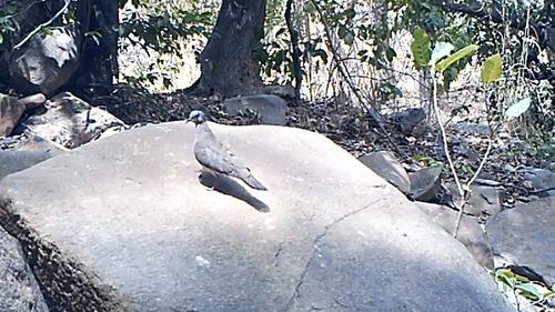 Black-billed Wood-Dove