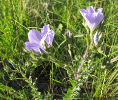 Linum hirsutum