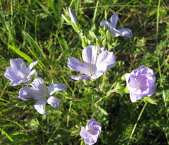 Linum hirsutum