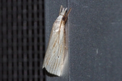 Calamotropha okanoi