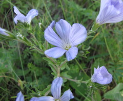 Linum hirsutum