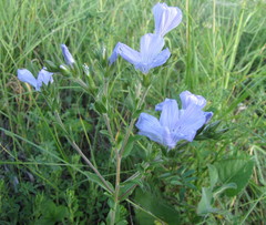 Linum hirsutum
