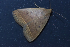 Simplicia discosticta