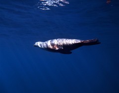 Arctocephalus townsendi