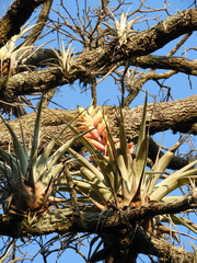 Tillandsia cossonii