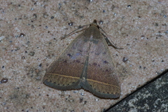 Simplicia discosticta
