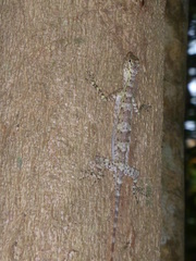 Draco indochinensis