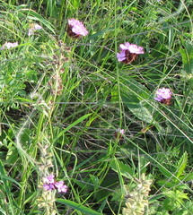 Dianthus andrzejowskianus