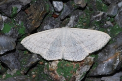 Scopula coniaria