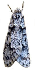 Diurnea fagella