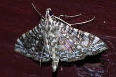 Glyphodes onychinalis