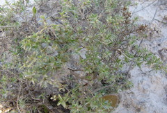 Thymus calcareus