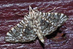 Glyphodes onychinalis