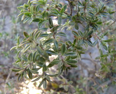 Thymus calcareus