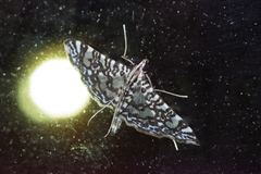 Glyphodes onychinalis