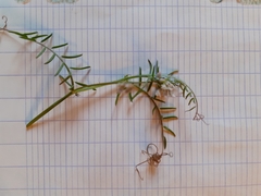 Vicia hirsuta