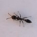 Pseudomyrmex ita - Photo (c) Juan Cruzado Cortés, some rights reserved (CC BY-SA), uploaded by Juan Cruzado Cortés