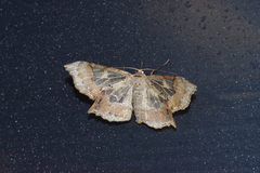 Krananda semihyalina