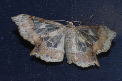 Krananda semihyalina