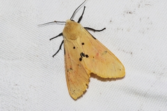 Spilarctia seriatopunctata