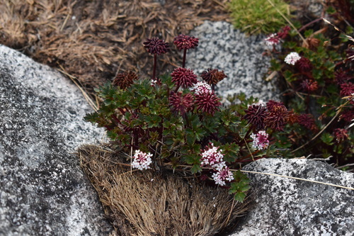Trachymene saniculifolia observed 2026-06-09