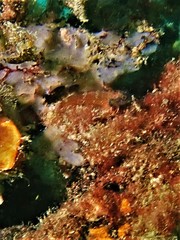 Enneapterygius larsonae