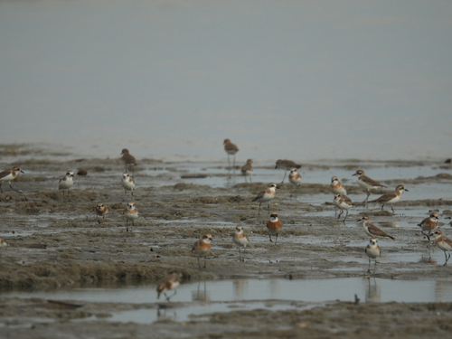 Tibetan Sand-Plover