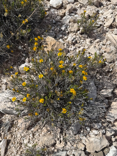Pricklyleaf Dogweed